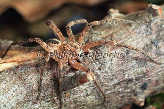 zoropsis spinimana.JPG - Zoropsis spinimanaCellar spiderAraneae, ZoropsidaeFrance